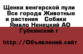 Щенки венгерской пули - Все города Животные и растения » Собаки   . Ямало-Ненецкий АО,Губкинский г.